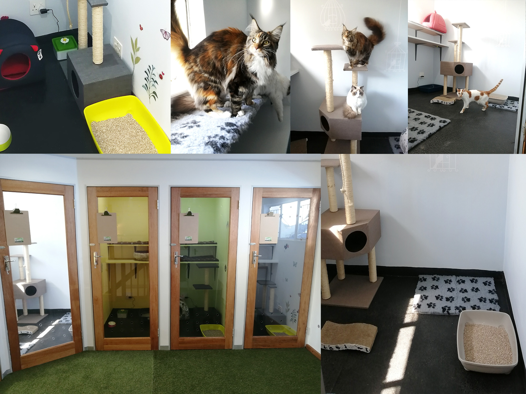 Cat Hotel