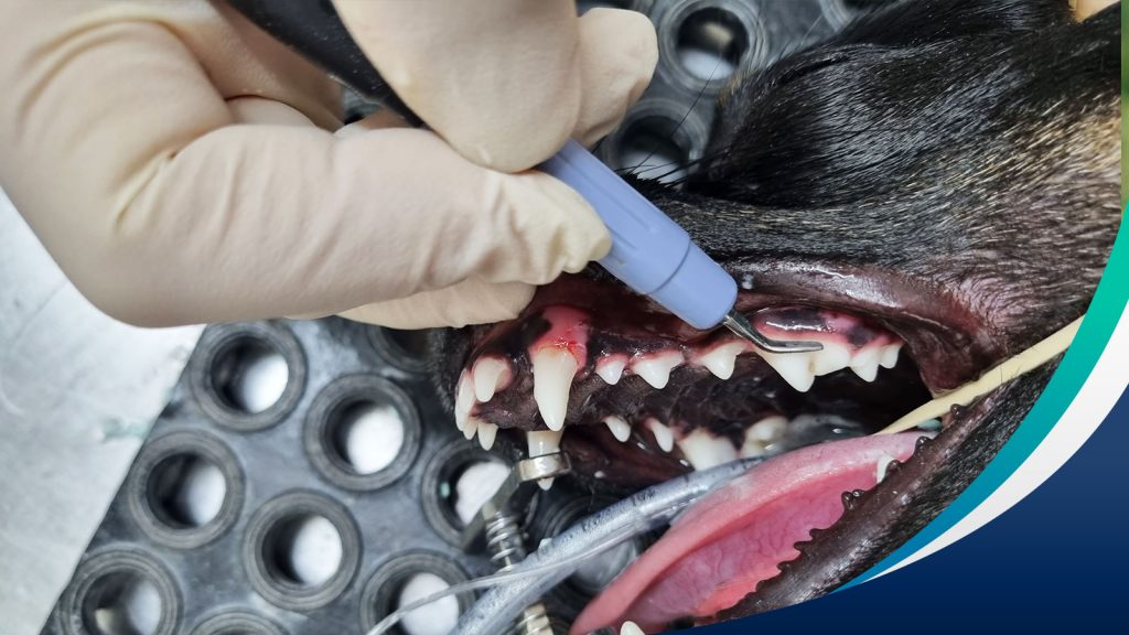 Black dog undergoing a dental procedure