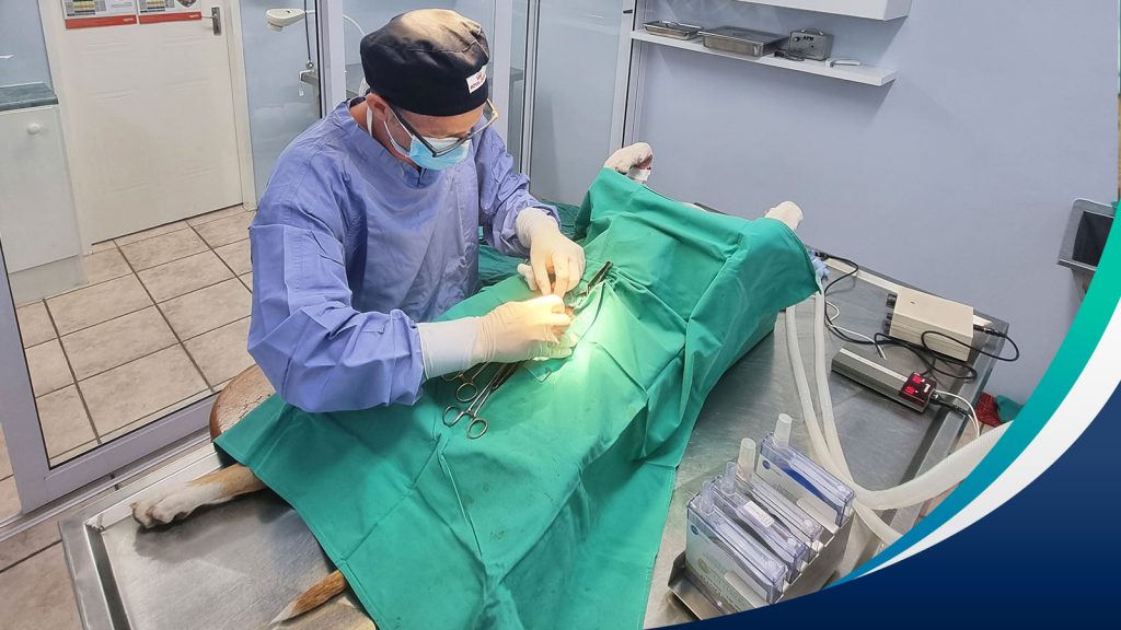 Vet performing surgery on a dog covered in  green draping 