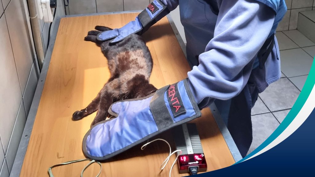 Vet wearing blue gloves holding a cat being X-rayed