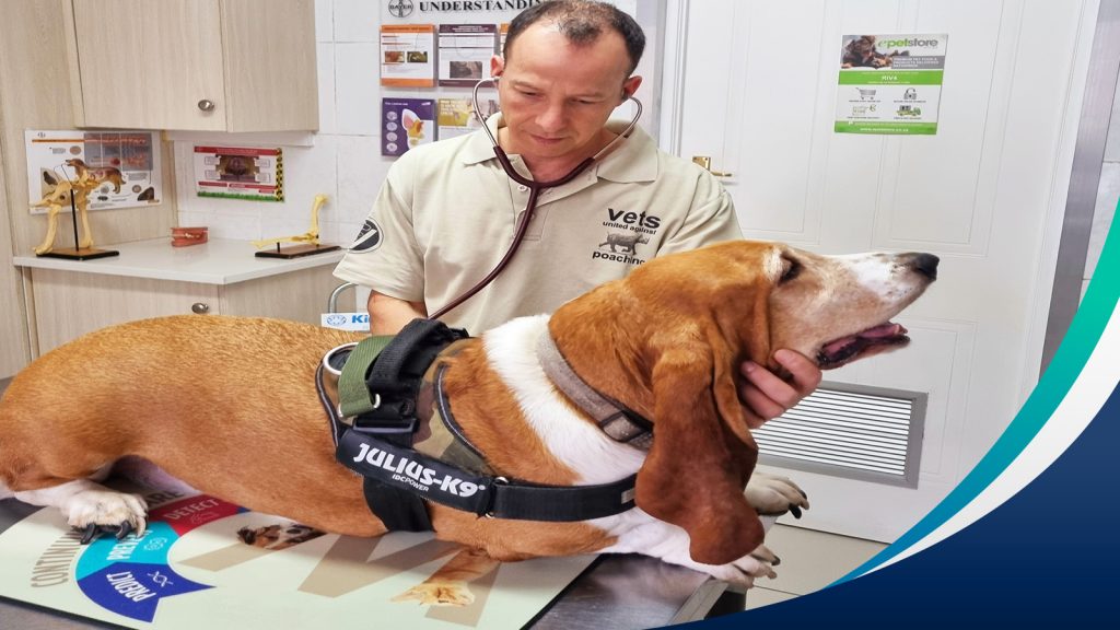Vet performing a health check on a basset hound