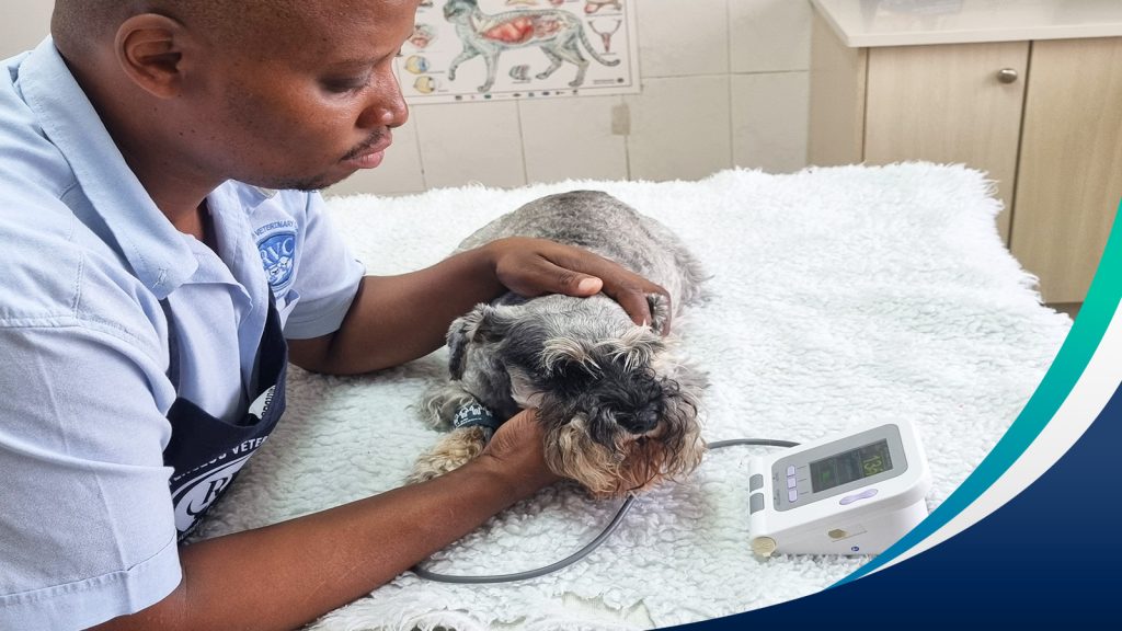 Vet assistant taking a schnauzer's blood pressure